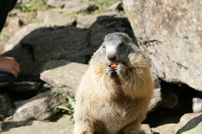 Imagen de Parco delle marmotte situado en Chiesa in Valmalenco, Provincia di Sondrio